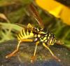Spilomyia saltuum